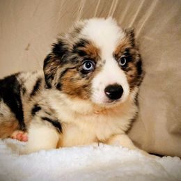 Cooper - Blue merle male Toy Australian Shepherd puppy in Logansport, Indiana from Sandy Hill Farm Aussies, LLC