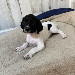 Black and white male - Black and white male German Shorthaired Pointer puppy in Caro, Michigan from Freemans' GSP's
