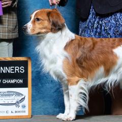 Irish Water Spaniel and Nederlandse Kooikerhondje All Grown Up from Madcap