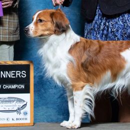 Irish Water Spaniel and Nederlandse Kooikerhondje All Grown Up from Madcap