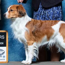 Irish Water Spaniel and Nederlandse Kooikerhondje All Grown Up from Madcap
