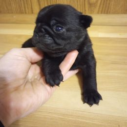 Black AKC female - Black female Pug puppy in Fall Creek, Wisconsin from Heartville Pugs