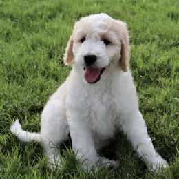 Goldendoodle Puppies from Shades of Grace Doodles in Texas
