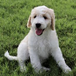 Goldendoodle Puppies from Shades of Grace Doodles in Texas