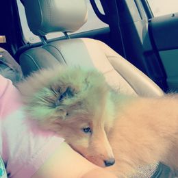 Dalmatian and Shetland Sheepdog Puppies from Karmayne Kennels
