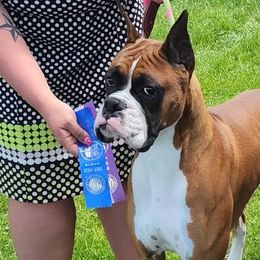 Kittle - Boxer