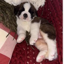 Blue collar - Brown and white male Saint Bernard puppy in New York from Johnson Farms