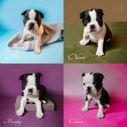 American Bully and Boston Terrier Puppies from Greenberg's Boston Terriers & Bullies of Metro Detroit