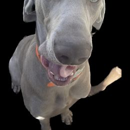 Janx - Weimaraner