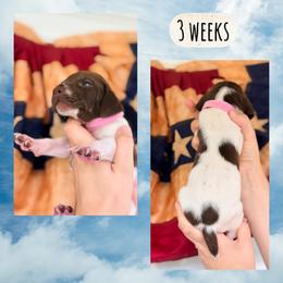 Girl-light pink - White and liver female German Shorthaired Pointer puppy in Macclenny, Florida from Dillon's GSPs