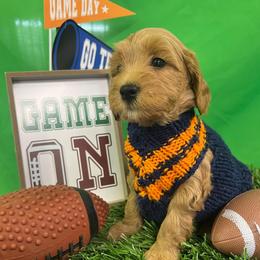 Bronx - Apricot male Goldendoodle puppy in Boaz, Alabama from Doodles All Day