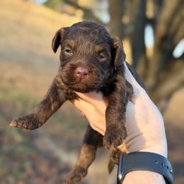 Twix - Brown white and tan male Cockapoo puppy in Albany, Kentucky from Windy Pines Farm