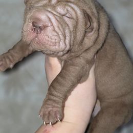 Minnie - Chocolate dilute female Chinese Shar-Pei puppy in Salem, Ohio from WrinkleMonsters