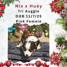 Pink female - Black and tan female American Corgi puppy in Campbellsburg, Indiana from Kates Corgis