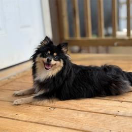Pomeranian puppies from Cuddles n Curls