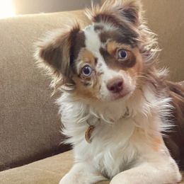 Toy Australian Shepherds from Misty Moon Aussies