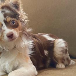Toy Australian Shepherds from Misty Moon Aussies