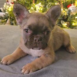 Goldie - Fawn female French Bulldog puppy in Raymore, Missouri from Michelle Thompson
