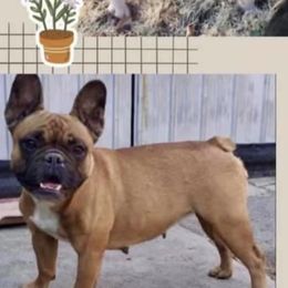 Vanessa  - French Bulldog