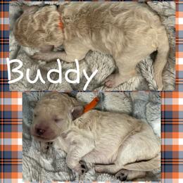 Buddy- Orange - Apricot male Goldendoodle puppy in Ankeny, Iowa from Iowadoodles2love