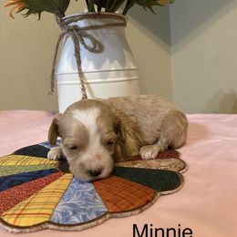 Cockapoo Puppies from Country J Canines