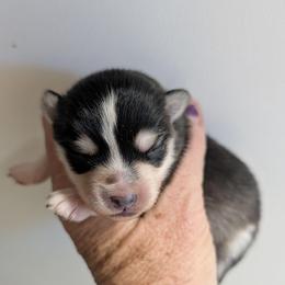 Boy 1 - Black and white male Pomsky puppy in Spring Hill, Florida from www.PuppyTimeEmporium.com