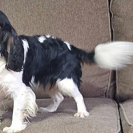 Cavalier King Charles Spaniels from Missouri Cavaliers