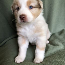 "Ruby x Ben's dad" Australian Shepherd Puppies from Cedar Creek Farm