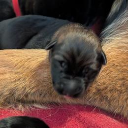 White - Black and red male German Shepherd puppy in Holden, Missouri from Vacker Warin Engel