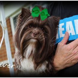 River - Yorkshire Terrier
