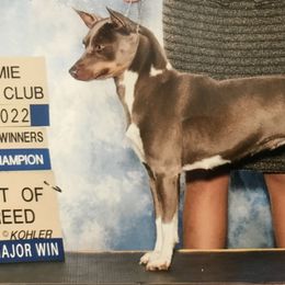 Rat Terriers from Aces High