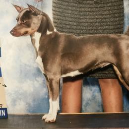 Rat Terriers from Aces High
