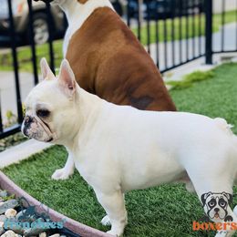 Boxers and French Bulldogs from The Bakery