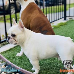 Boxers and French Bulldogs from The Bakery