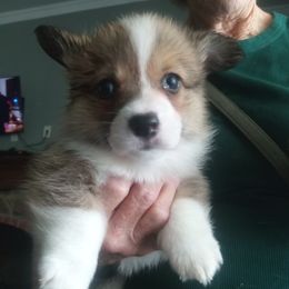 Lacy - Pembroke Welsh Corgi