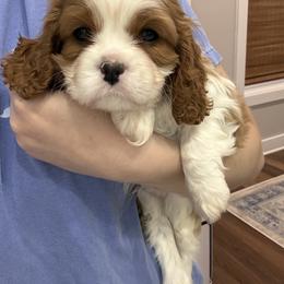 Cavalier King Charles Spaniel Puppies from Farmhouse Cavaliers NC