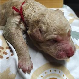 Red Collar - Cream male Goldendoodle puppy in Willow Springs, Missouri from Todd Family Homestead