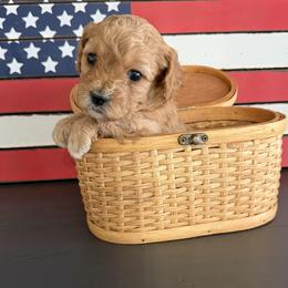 Lavender Girl 4 - Apricot female Cavapoo puppy in Nampa,, Idaho from Clig Doodle Days