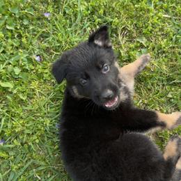 Beige collar - Bi-color female German Shepherd puppy in Cumberland Gap, Tennessee from Royal Port K-9