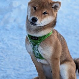 Shiba Inu Puppies from Hillsdale Shiba Inu