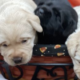 Labrador Retrievers from Leesville Labradors