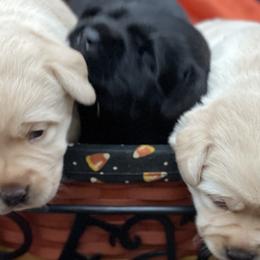 Labrador Retrievers from Leesville Labradors