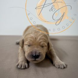 Torrey (maroon collar) - Cream female Goldendoodle puppy in Murrieta, California from Apricot Poodles & Goldendoodles, LLC
