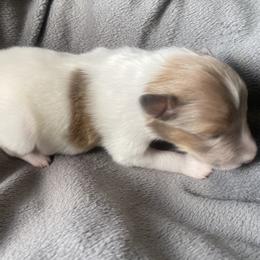 Female 1 - White and sable merle female Shetland Sheepdog puppy in Chambersburg, Pennsylvania from Clark Kennel Shelties