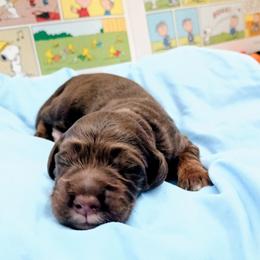 Charlie Brown - Chocolate male Australian Labradoodle puppy in Atascadero, California from Classic Poodles and Doodles