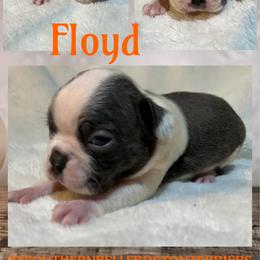 Floyd - Blue male Boston Terrier puppy in Brazos Point, Texas from TX Southern Belle Boston Terriers