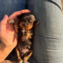 Thorne - Black and tan male Cavapoo puppy in Battle Lake, Minnesota from Panda Puppies