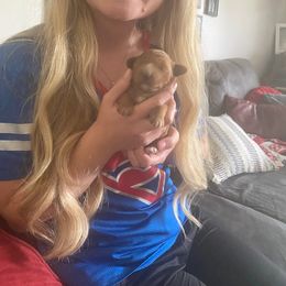 Goldendoodle Puppies from Natalie Cole's Goldendoodles