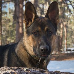German Shepherds from Forest Home Shepherds