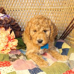 Turquoise Girl - Red  female Goldendoodle puppy in Belgreen, Alabama from Scott’s Farm Poodles and Doodles